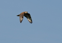 Red-tailed hawk