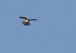 American Kestrel