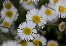 spring flowers