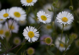 spring flowers