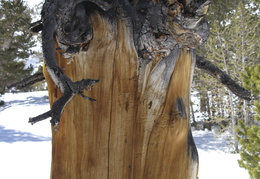 craggy tree