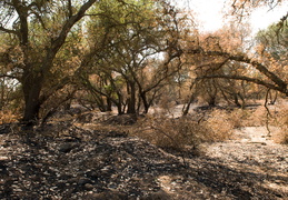 wildfire site