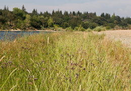 waterfront of the American River