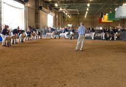 sheep judging