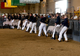 sheep judging