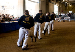 sheep judging