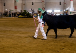 a girl and her cow