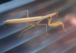 praying mantis