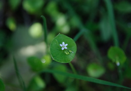 small flowers along the hike