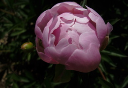 pink peonies