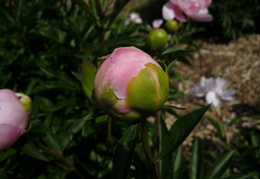 pink peonies