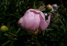 pink peonies