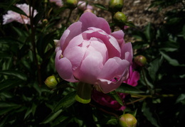 pink peonies