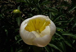 white and yellow peonies