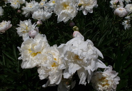 white and yellow peonies