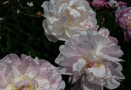 pink peonies