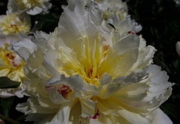 white and yellow peonies