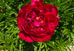 red peonies