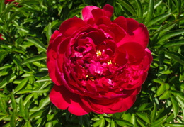 red peonies