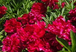 red peonies