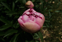 peonies