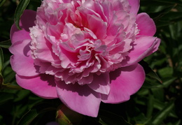 peonies