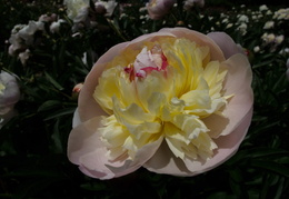 peonies