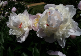 peonies