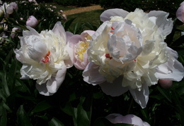 peonies