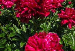 peonies