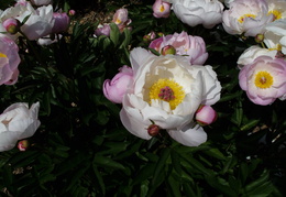 peonies