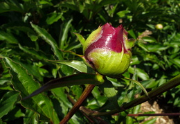 peonies