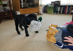 Dylan and his duck