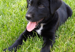 hanging out in the grass