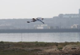 flying around hunter's point