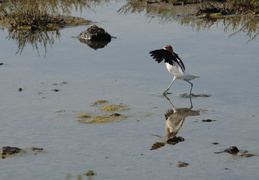 walking on water