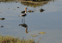 American Avocet