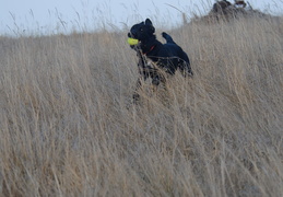 retrieving