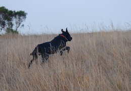 chasing after the ball