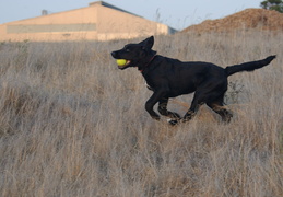 enjoying the late afternoon chase