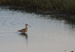 long-billed birdie