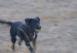 dog & ball