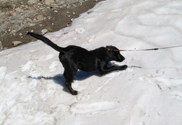 Dylan's first experience with snow