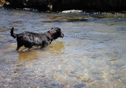 Dylan fetching a stick