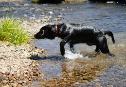 wet dog