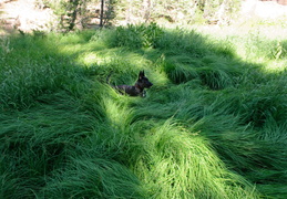 jumping through the grass