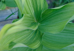 leaves