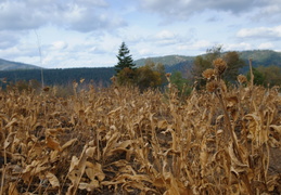 dead leaves before winter