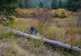 fall colors near Truckee