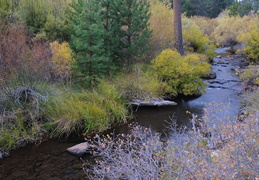 fall colors near Truckee